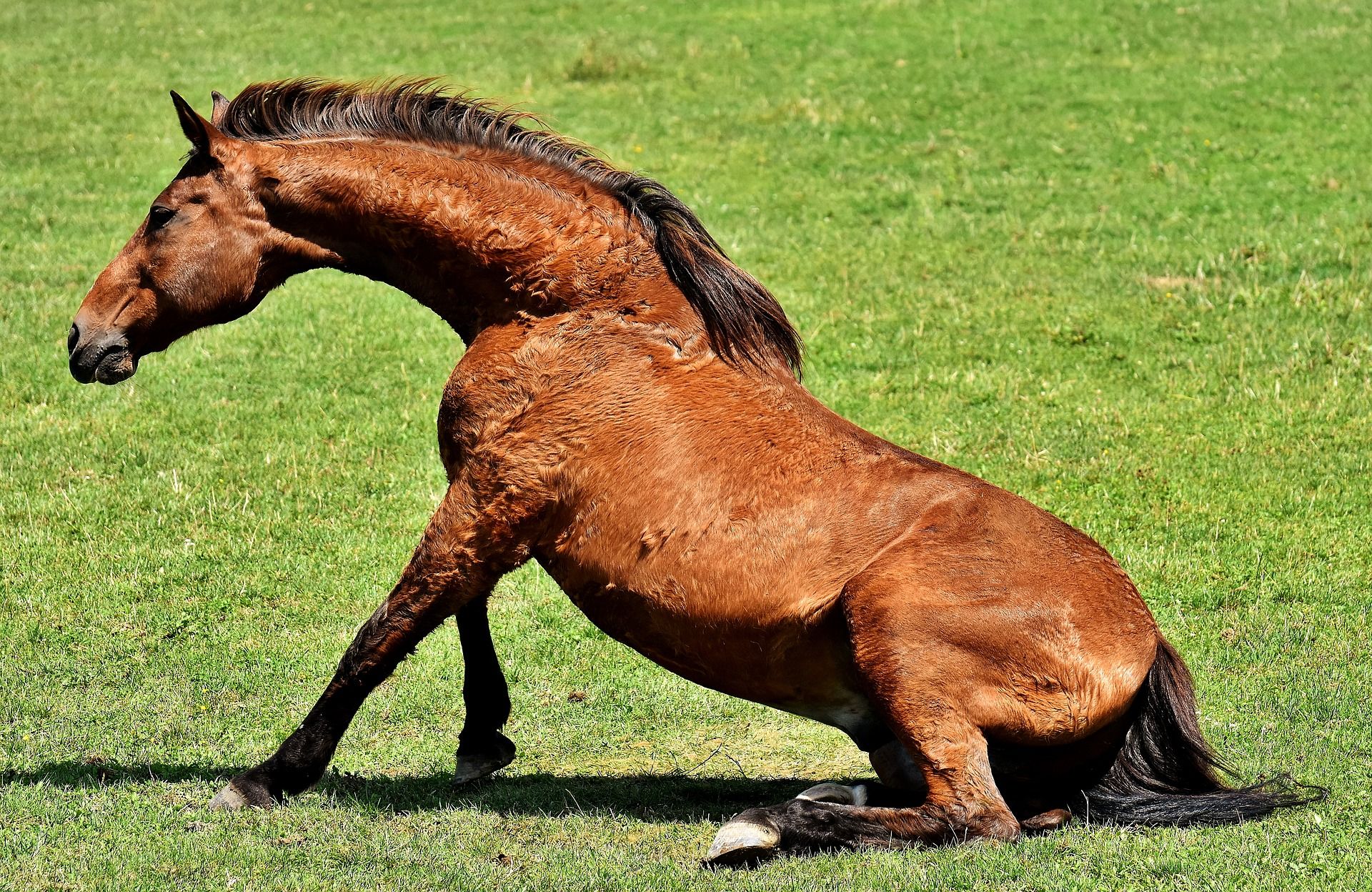 Can You Ride a Horse With a Hernia