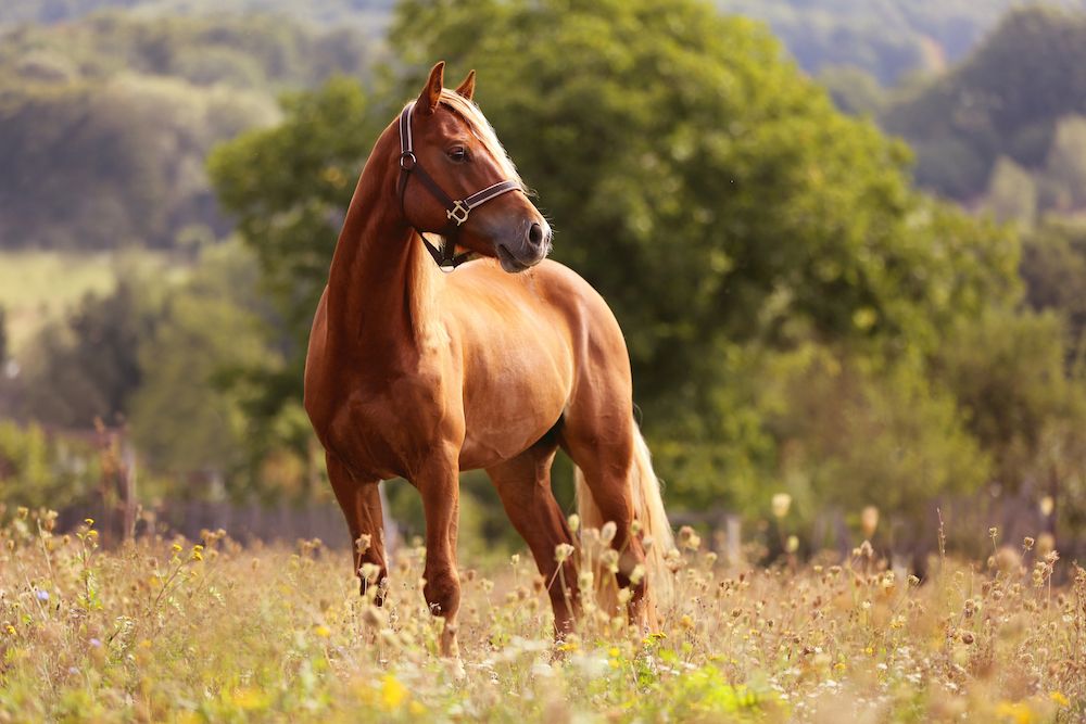 horse