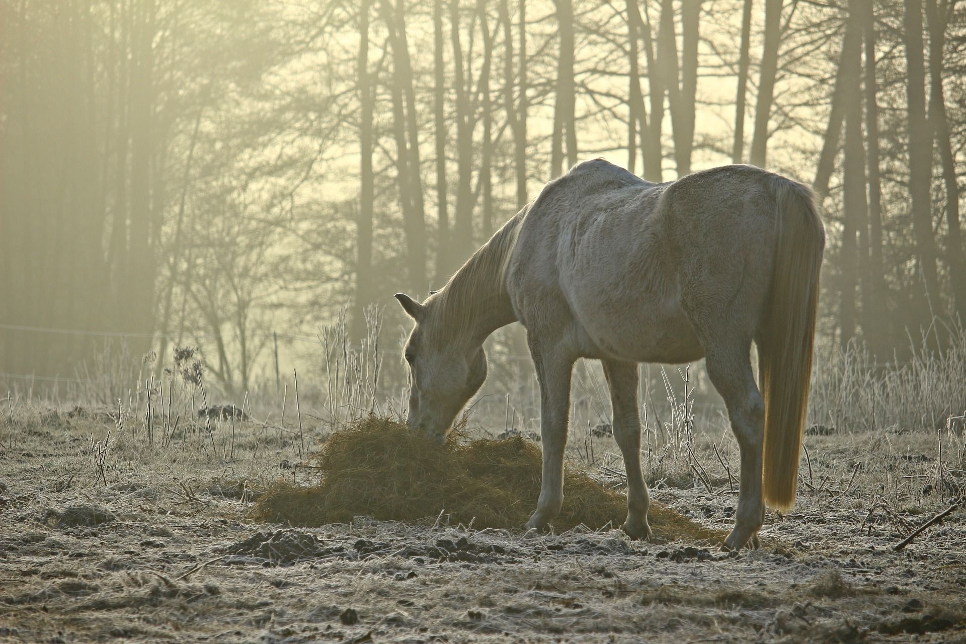 horse feed