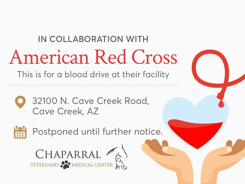 Chaparral Veterinary Medical Center Vet In Cave Creek, AZ
