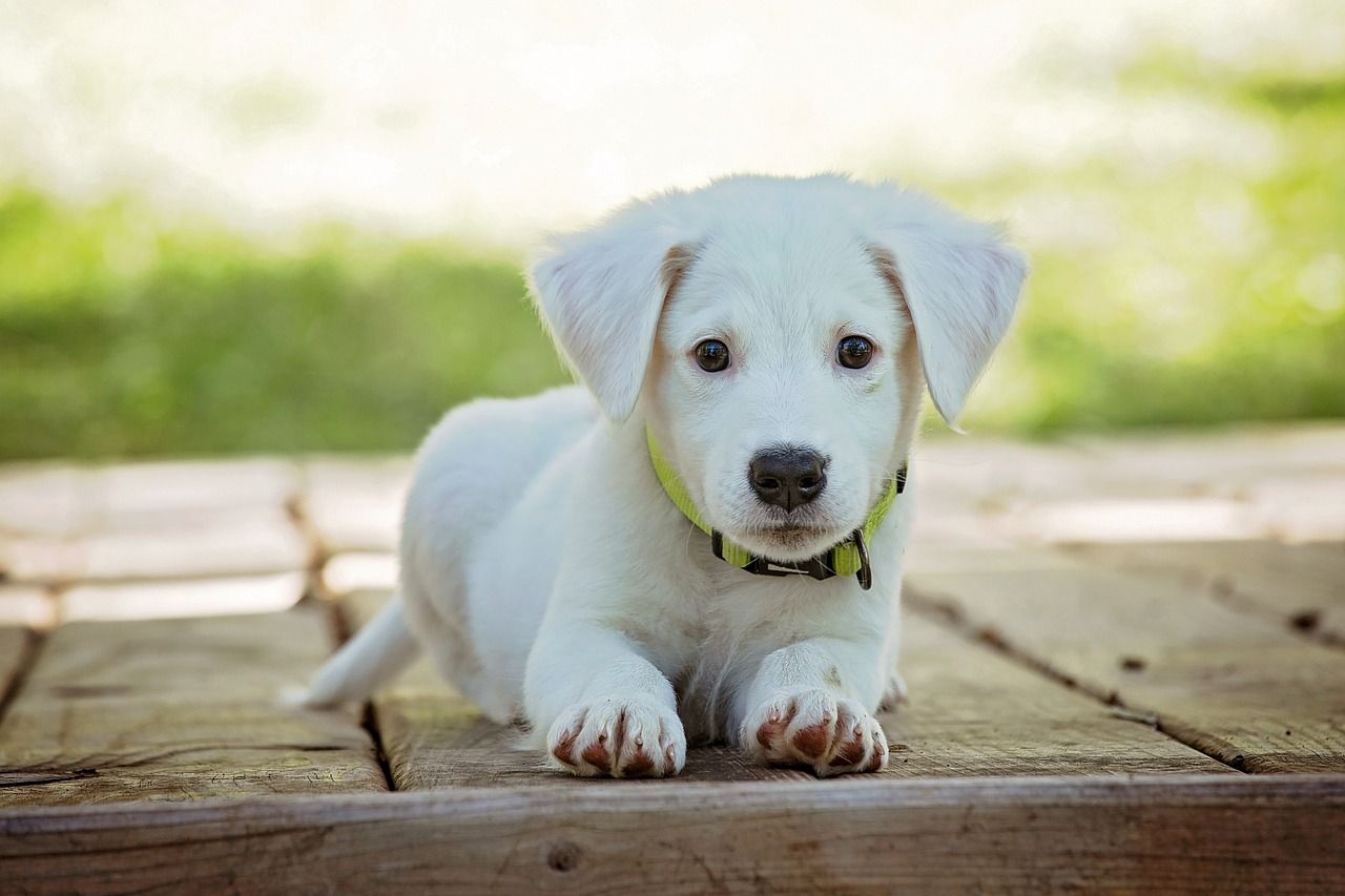 puppy microchipping