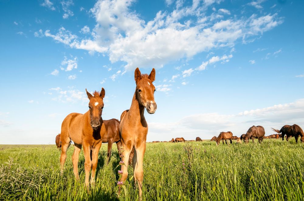 horses