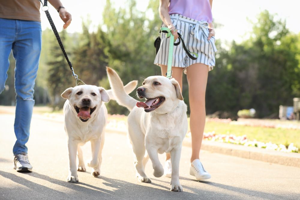 Owners walking their labrador retrievers outdoors on sunny day