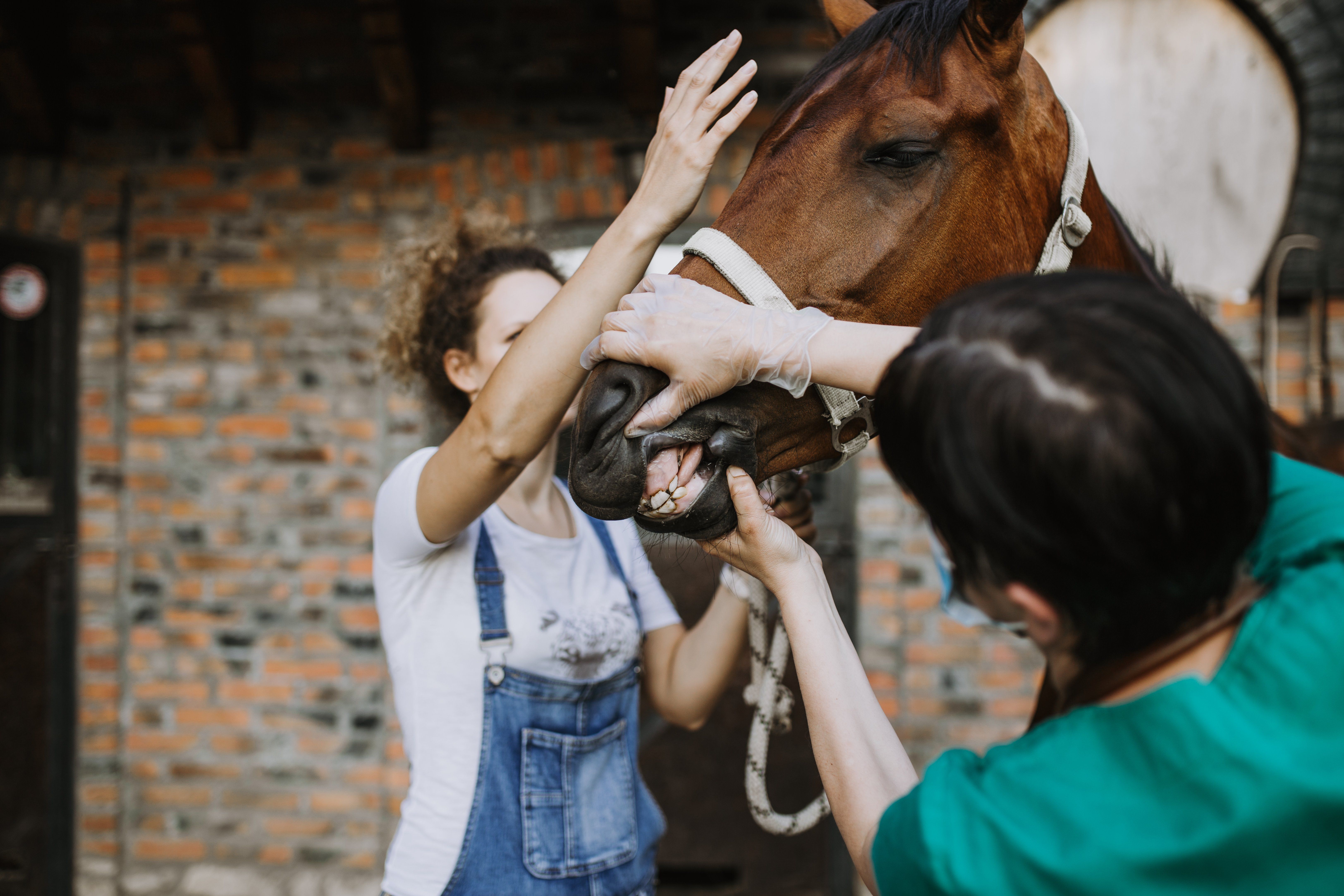 Horse Health Tips