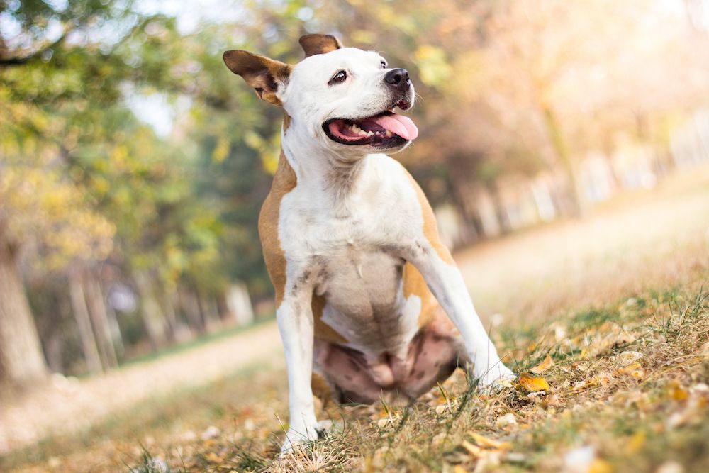 happy dog in grass