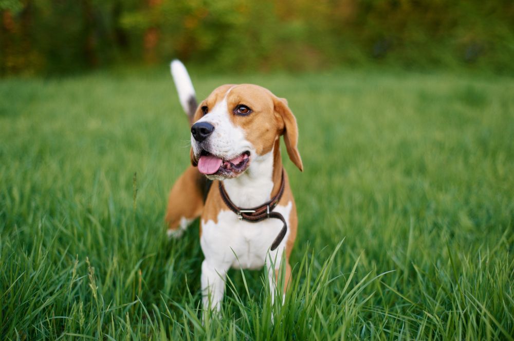 Heartworm Prevention