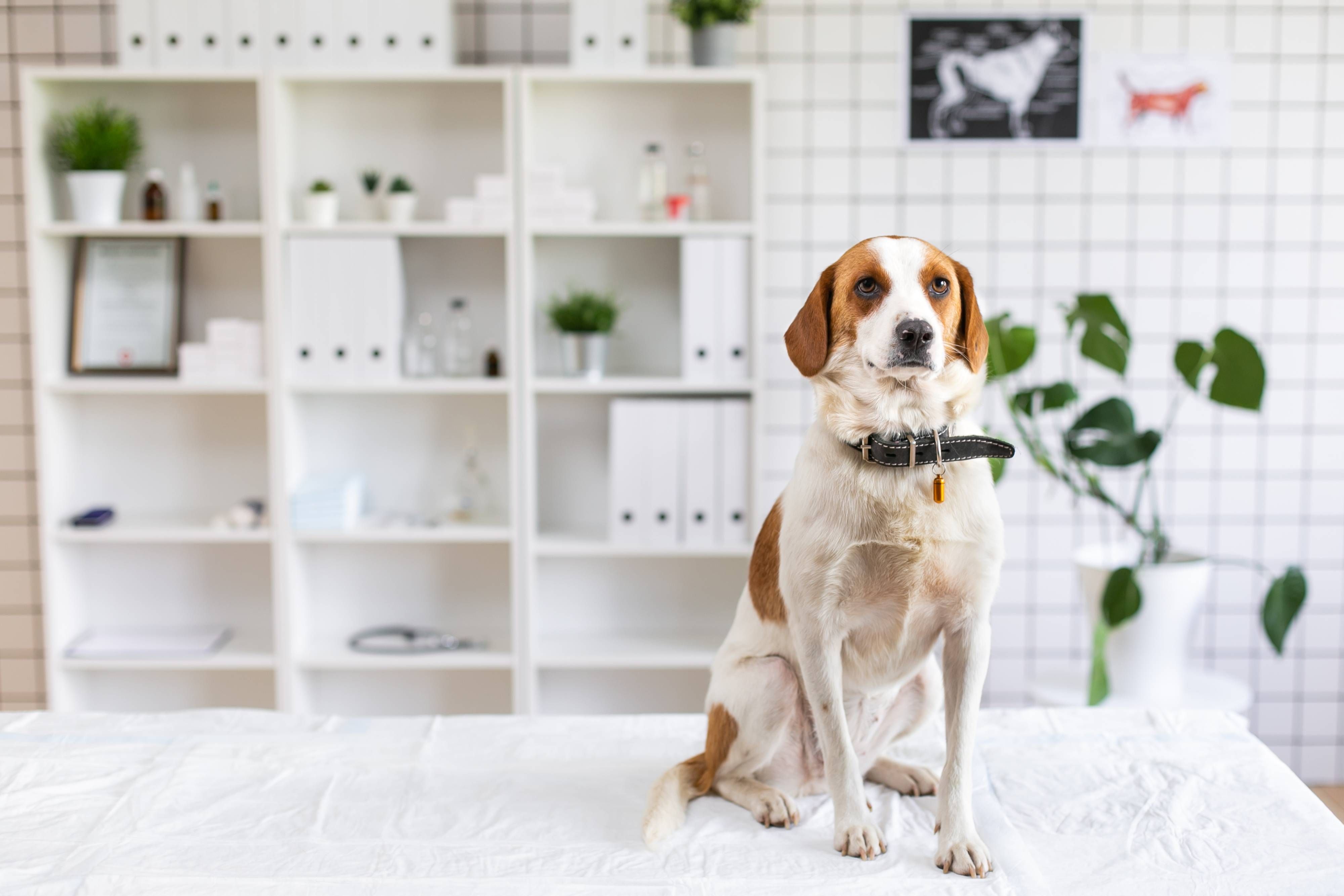 Pet Health
