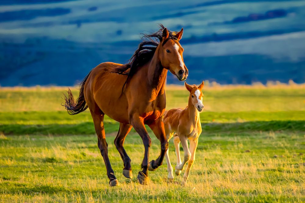 horse and its foal