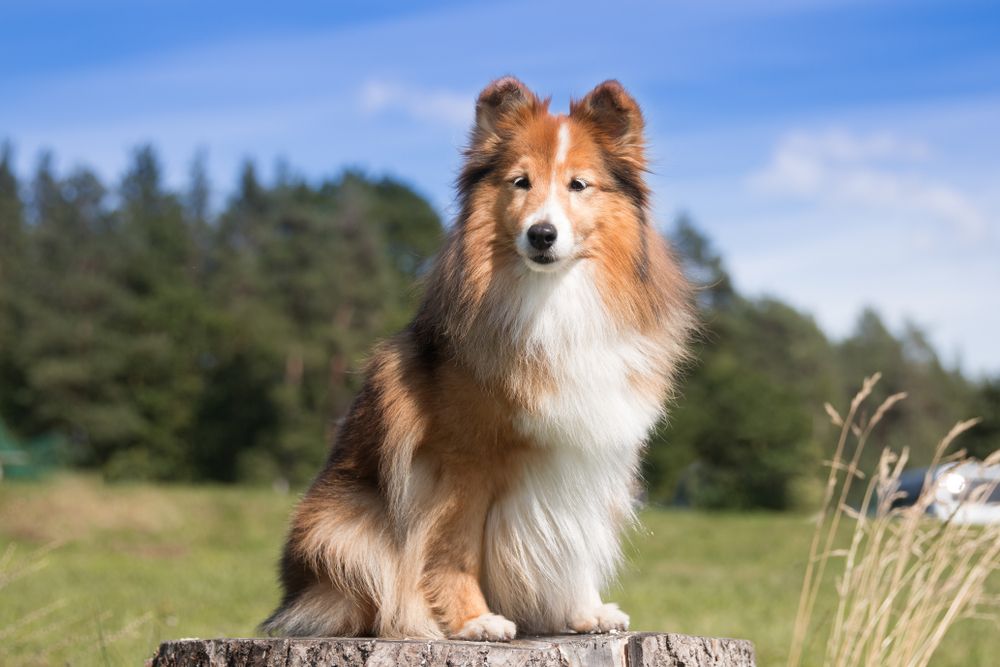 Heartworm Prevention