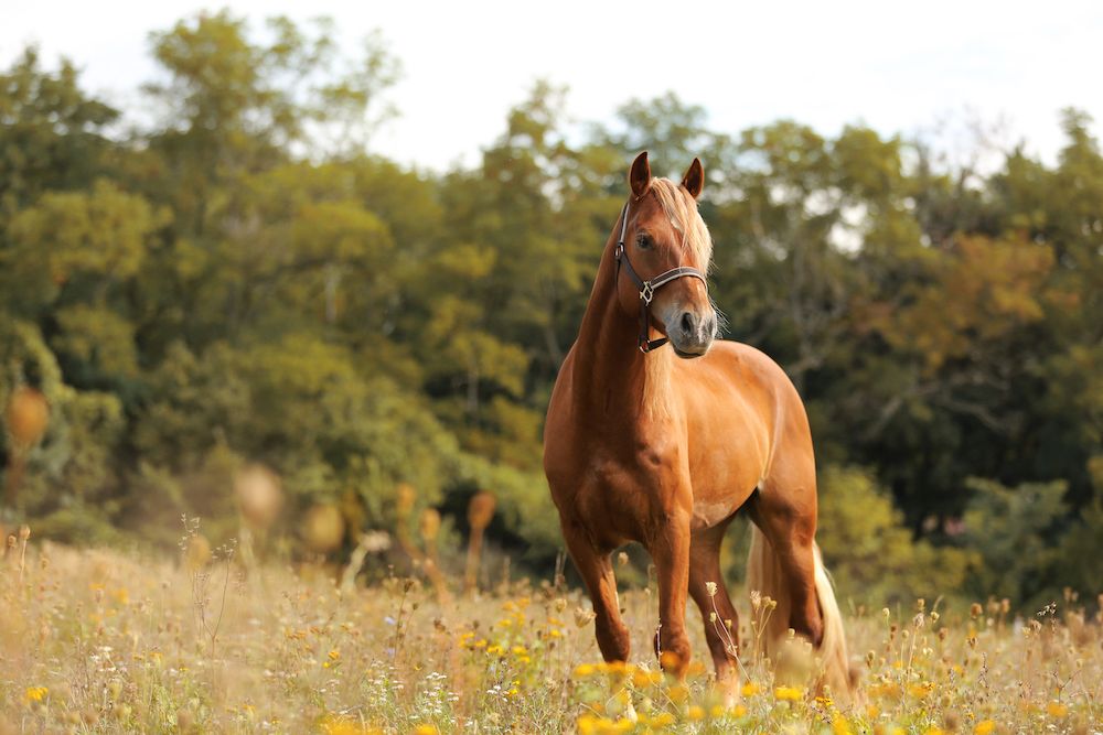 horse in a field