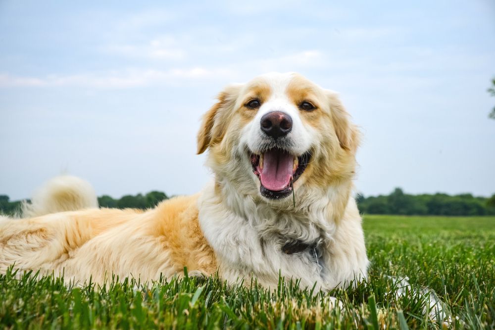 dog laying down