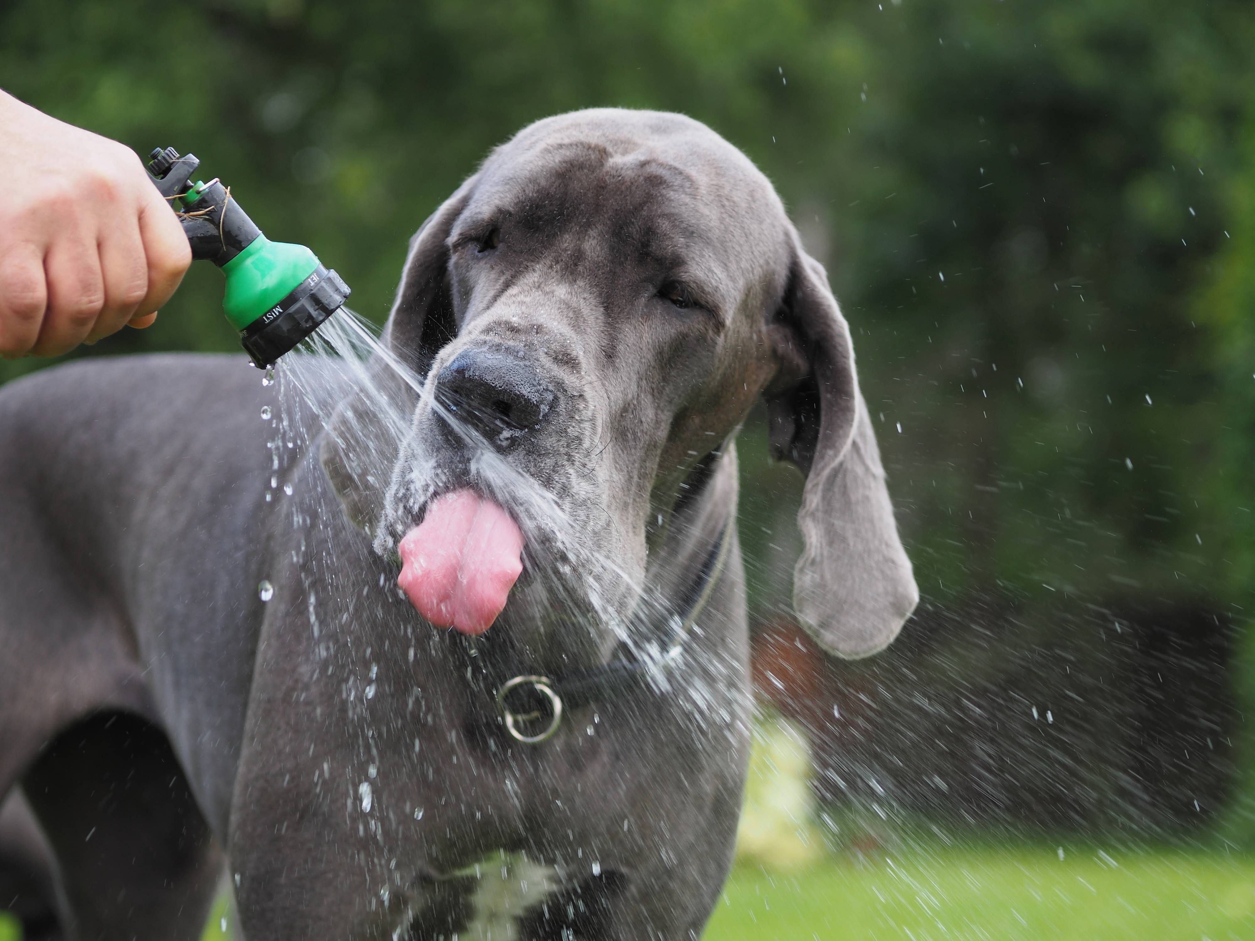 Dog drinking water