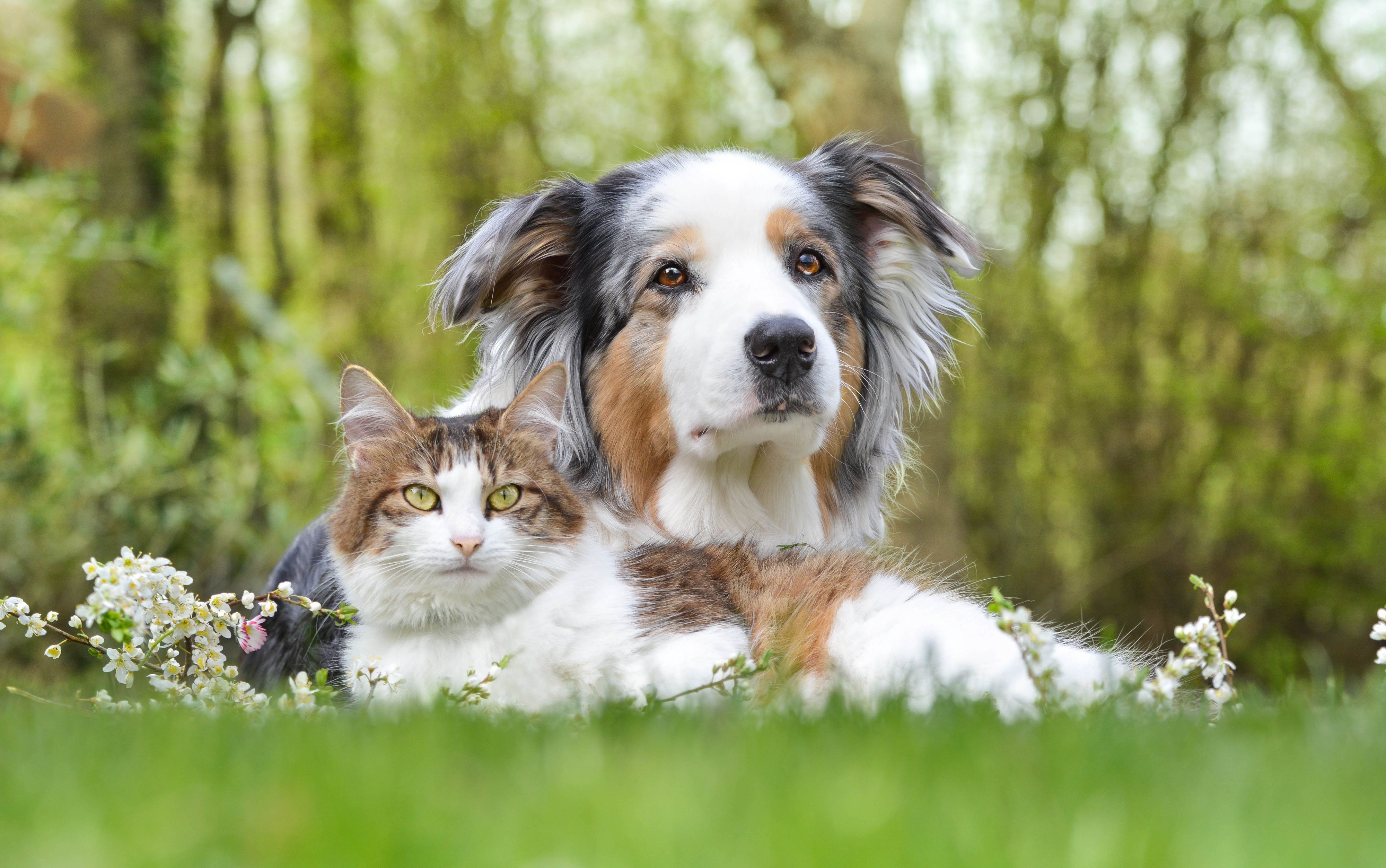 Dog and cat