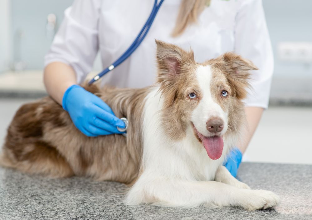Heartworm Prevention