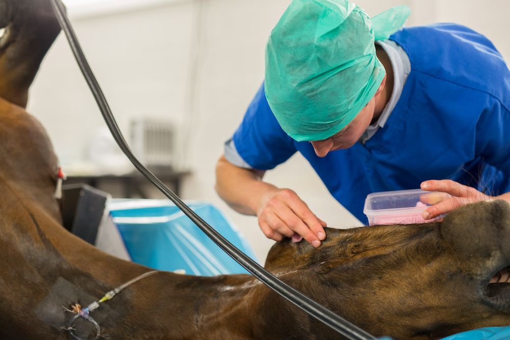 horse undergoing surgery
