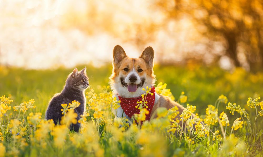 corgi and a cat smiling in a field of flowers