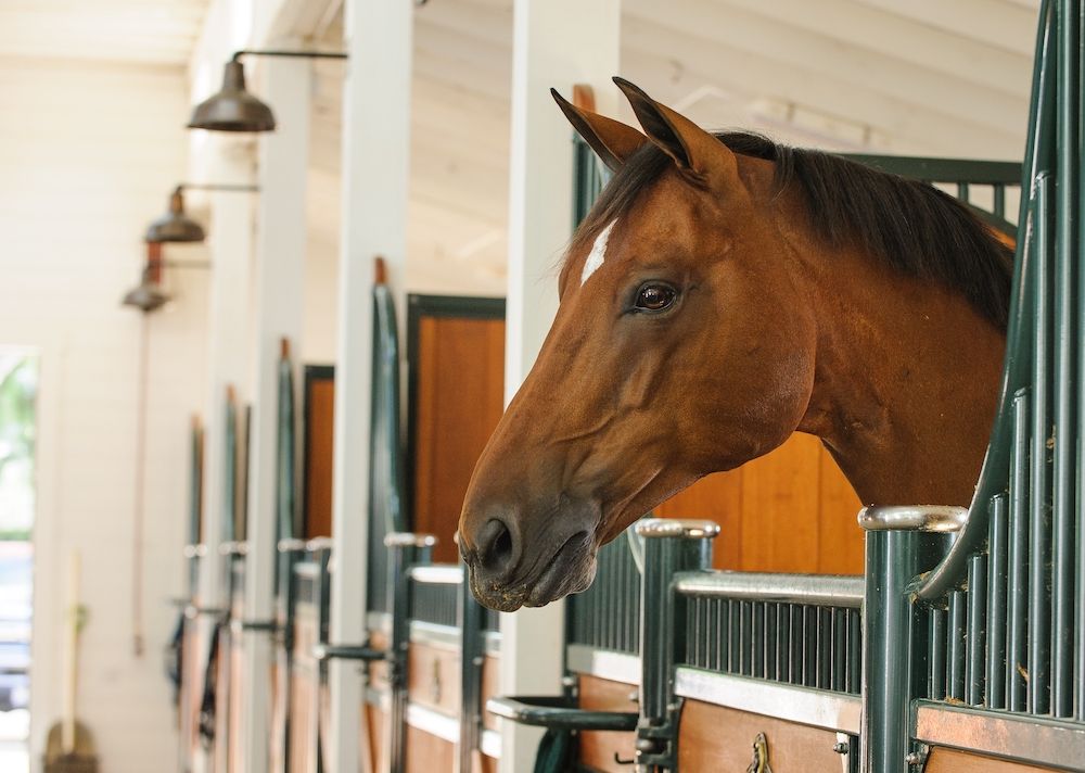 horse in its stall