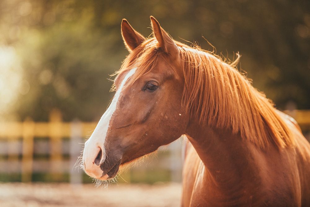 closeup of a brown horse's face