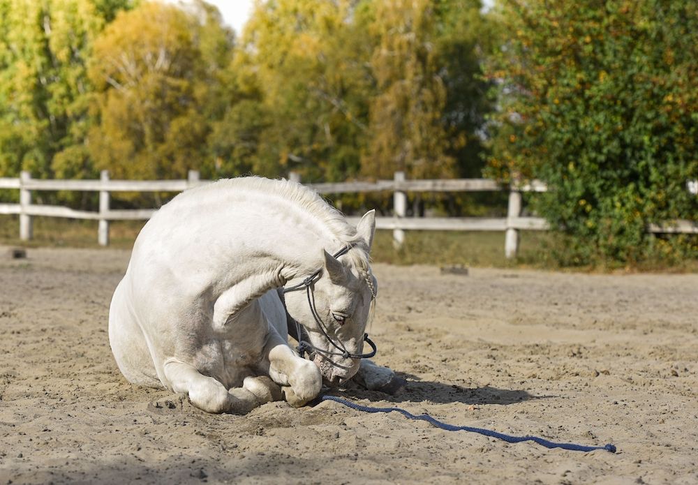 horse with colic