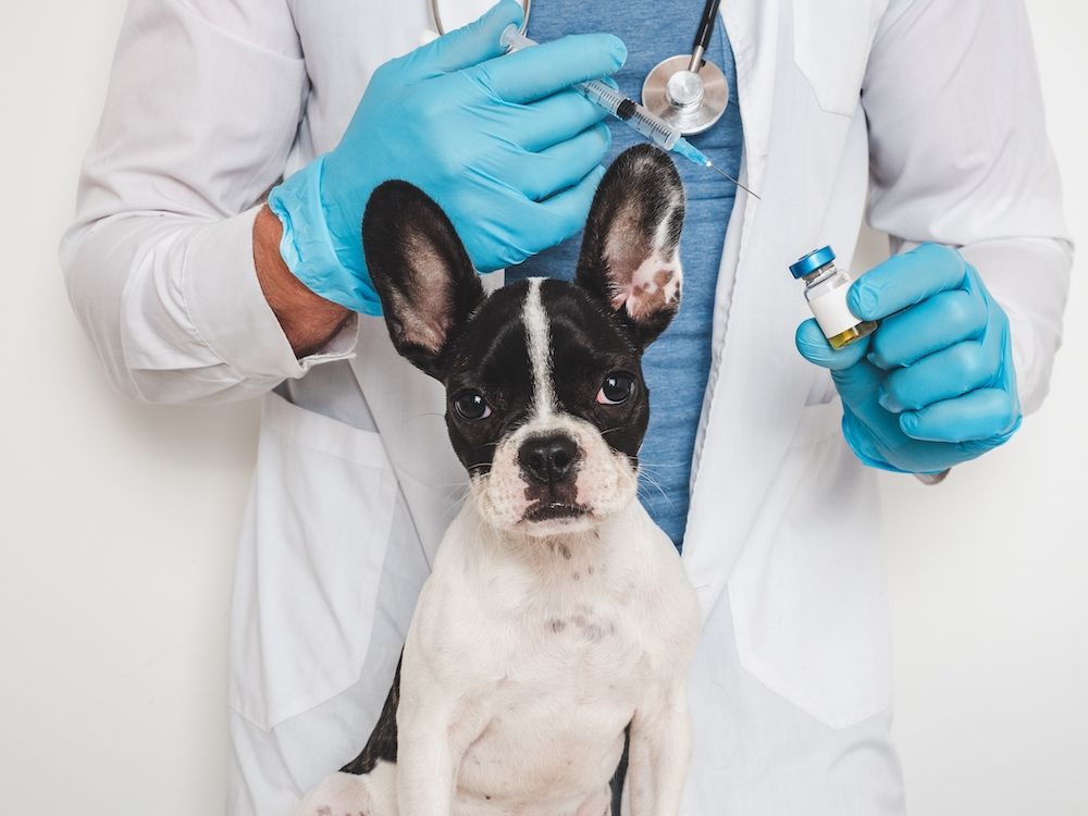 puppy at the veterinarian's office