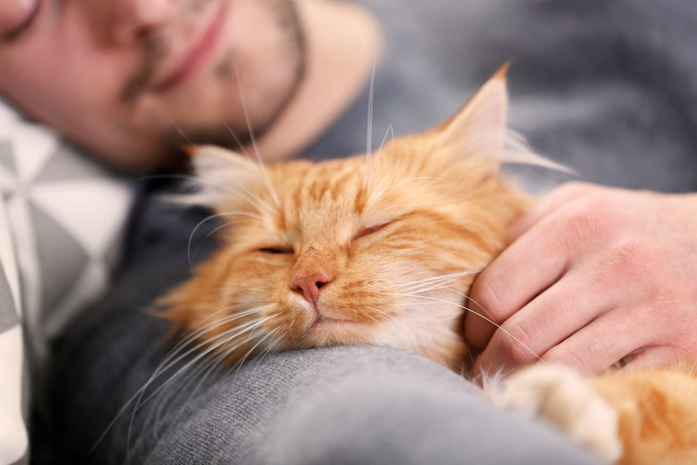 cat love with owner