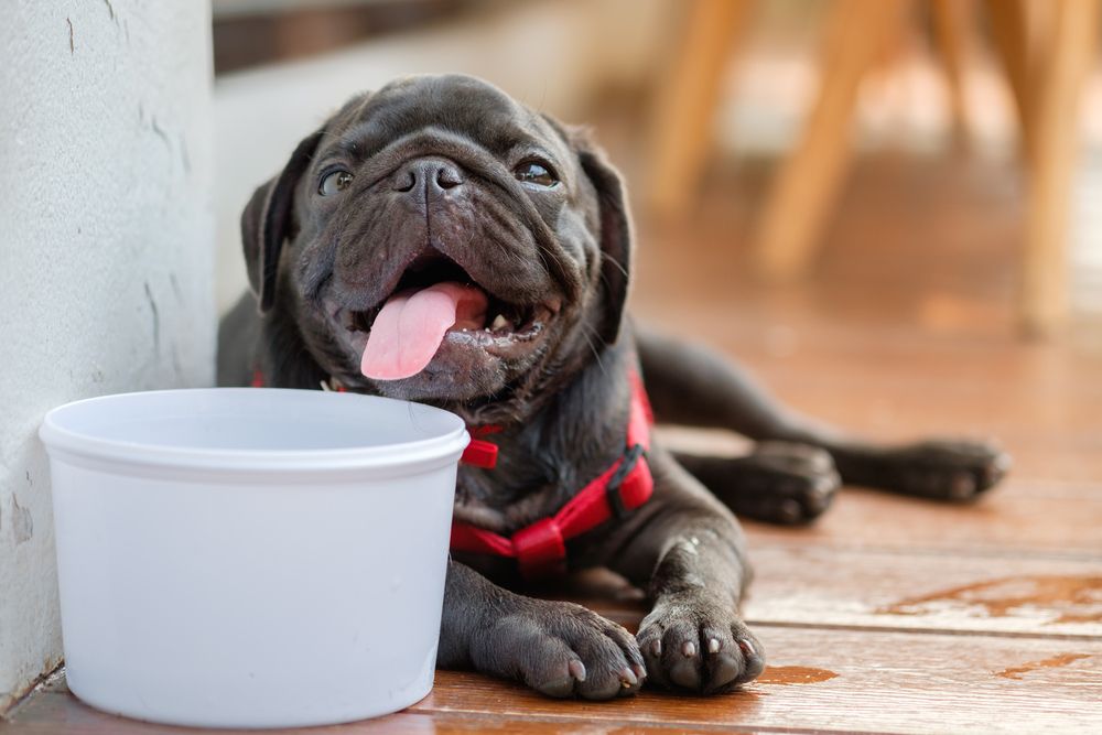 small dehydrated dog sitting by a water bowl