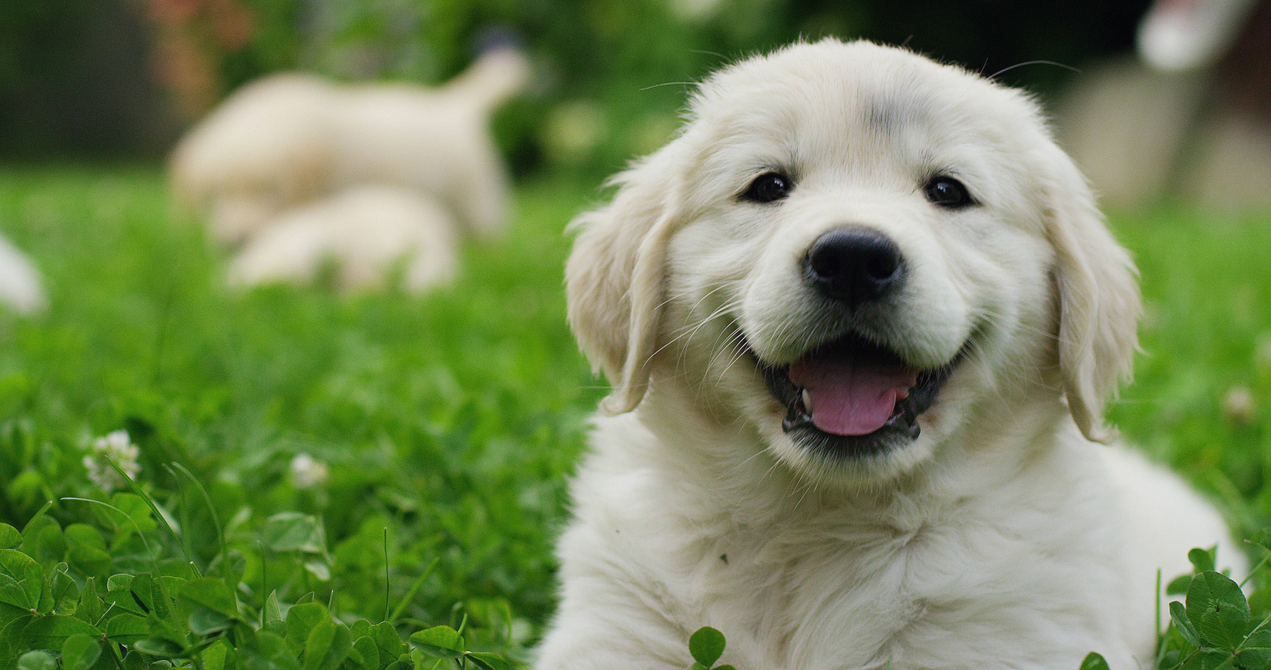 Pet Health