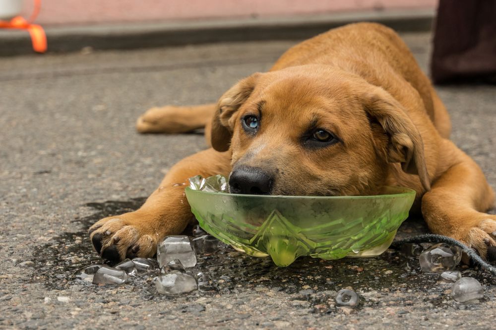 Dog and hot best sale weather