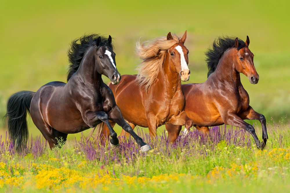 peritonitis in horses