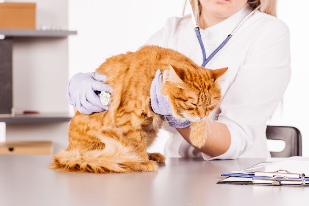 cat with hairball