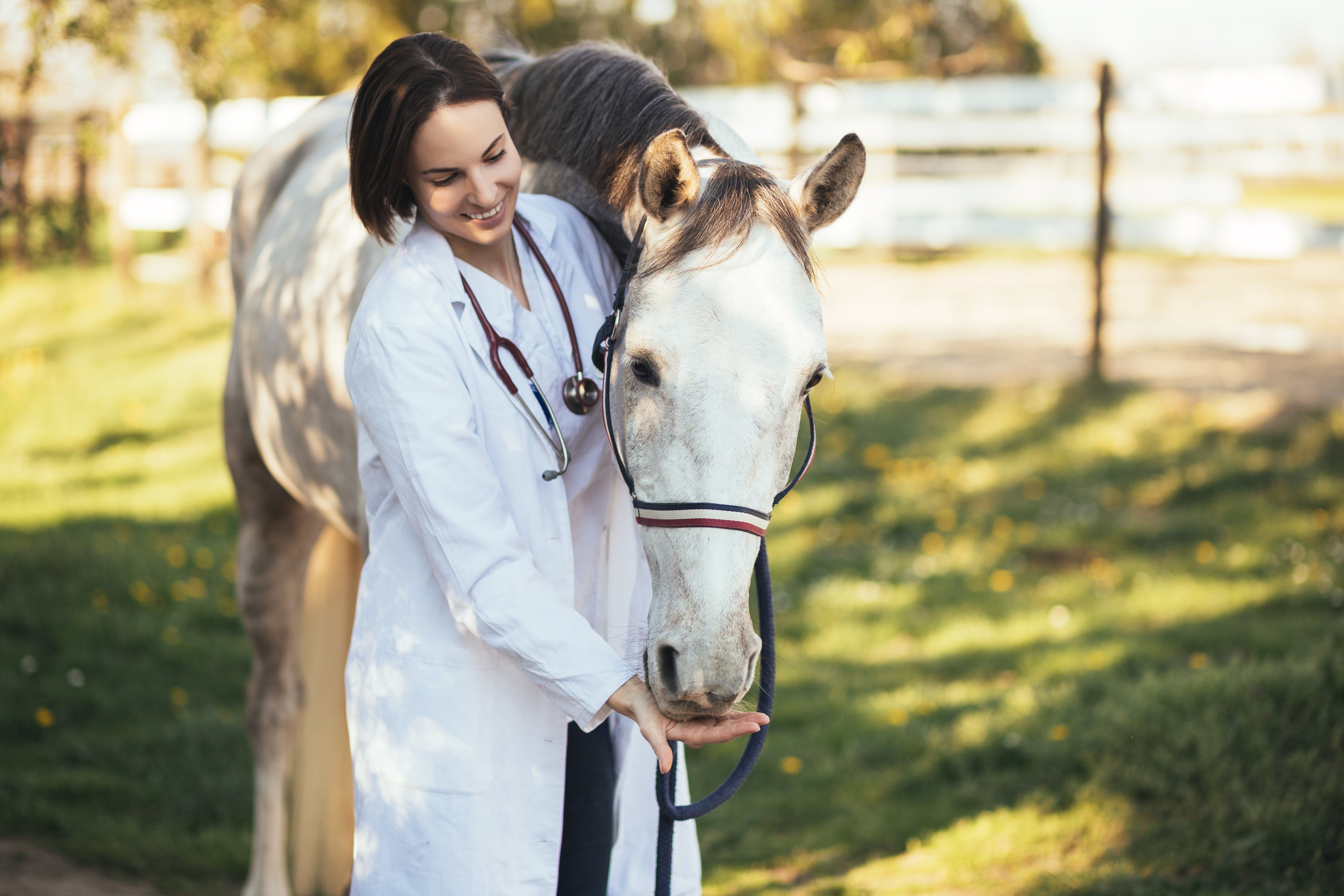 horse vet