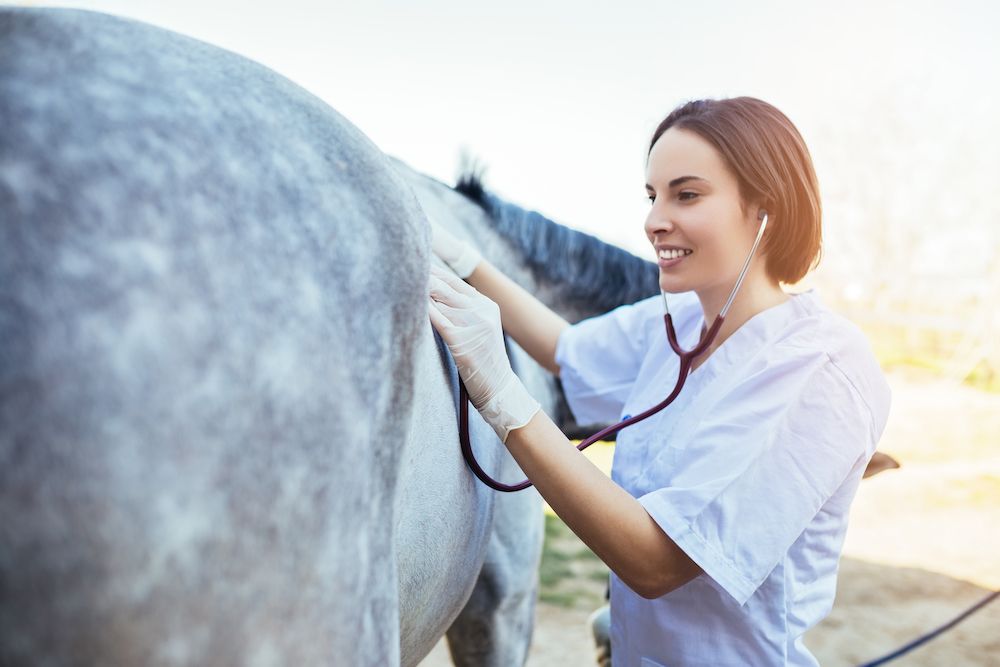 vet giving a horse a pre purchase examination