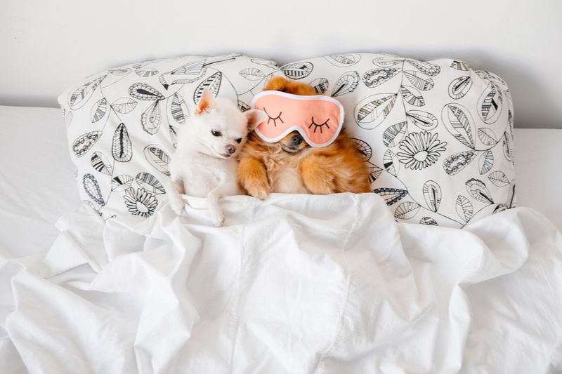 traveling dogs
