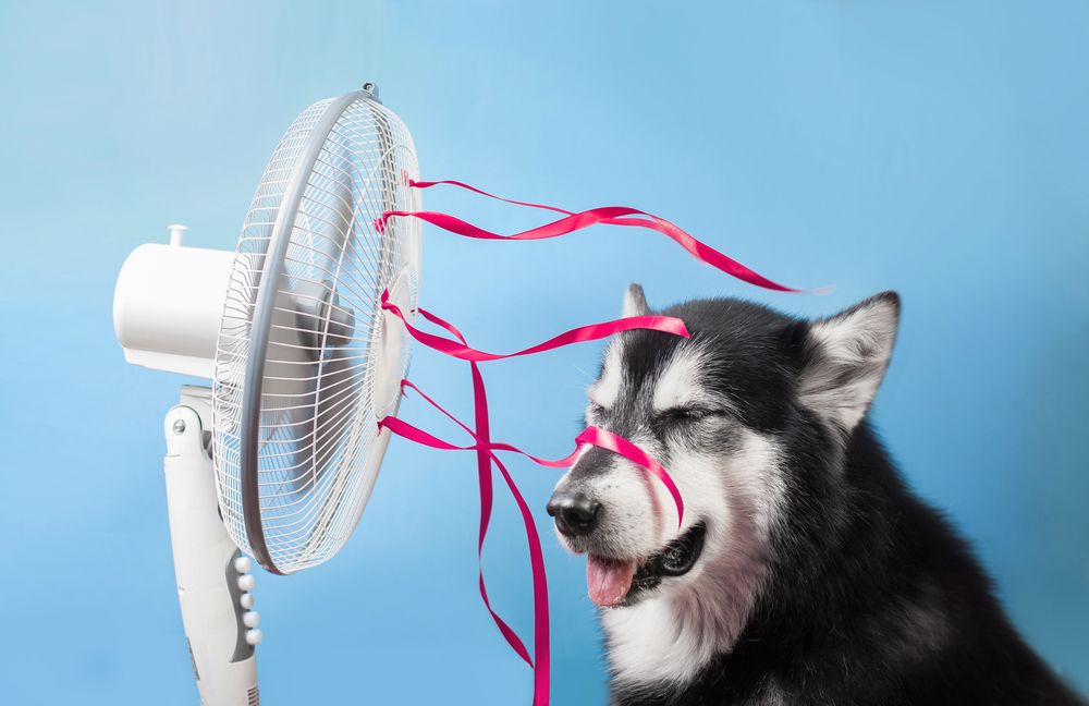 Dog overheating in the summertime, sitting in front of a fan