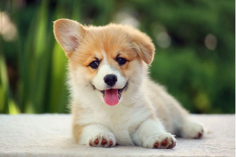 Happy Puppy