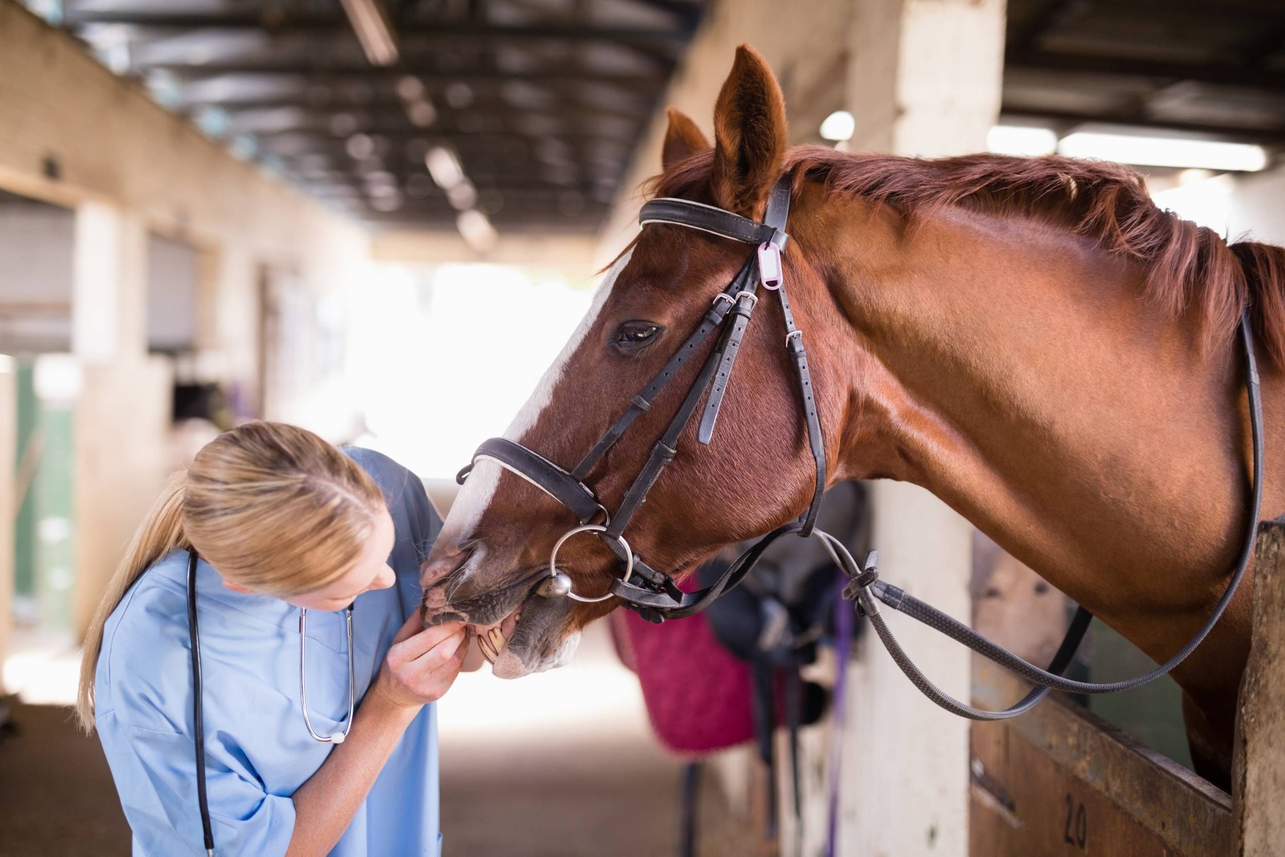 horse exam