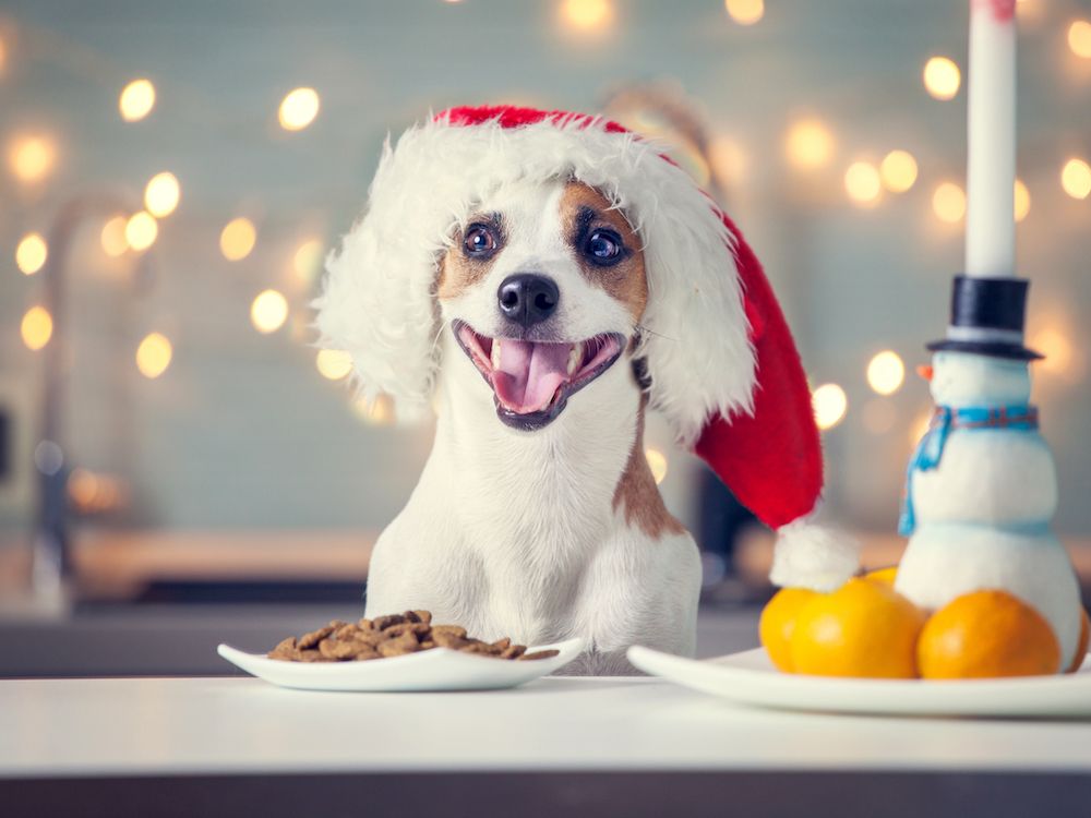 dog with christmas hat and cookies