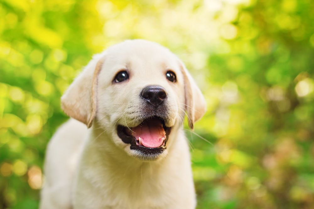 happy dog in the garden