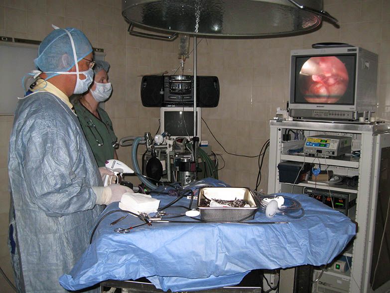 veterinarian performing minimally invasive surgery