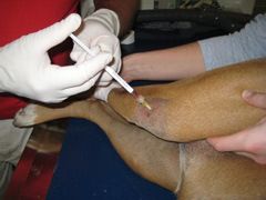 treatments for osteoarthritis in dogs