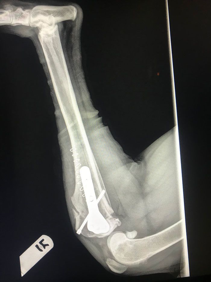 xray of orthopedic surgery for dog