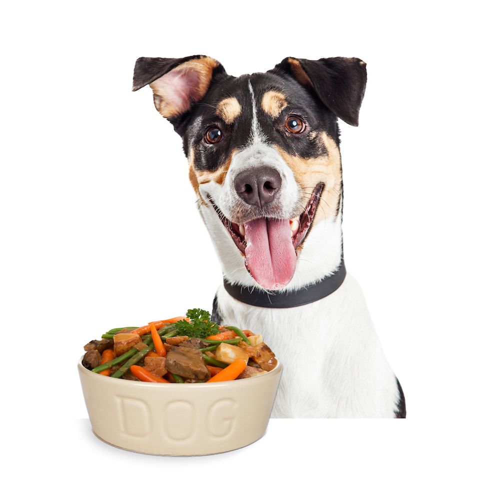 How Do I Know the Best Diet for My Dog?