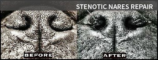 Stenotic Nares Repair in St. Petersburg FL | Central Animal Hospital