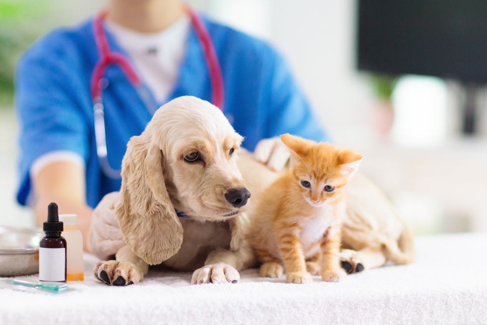 puppy kitten vet