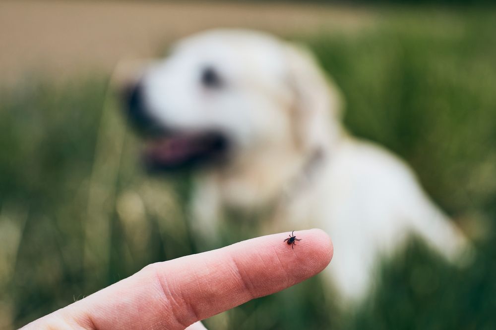 a pest on a human's finger about 5 yards from a dog in a bed of grass