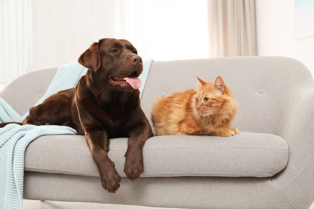 Dog and Cat 