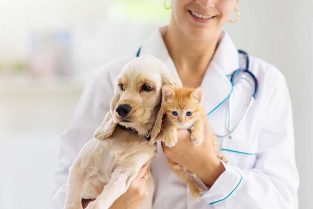 puppy and kitten at the vet