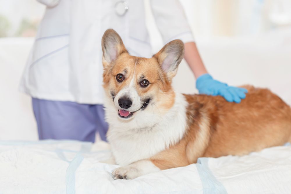 corgi at the vet