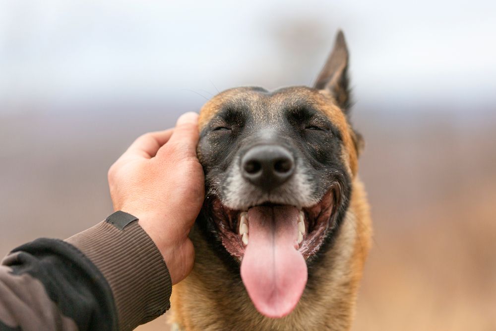 German Shepard Smiling