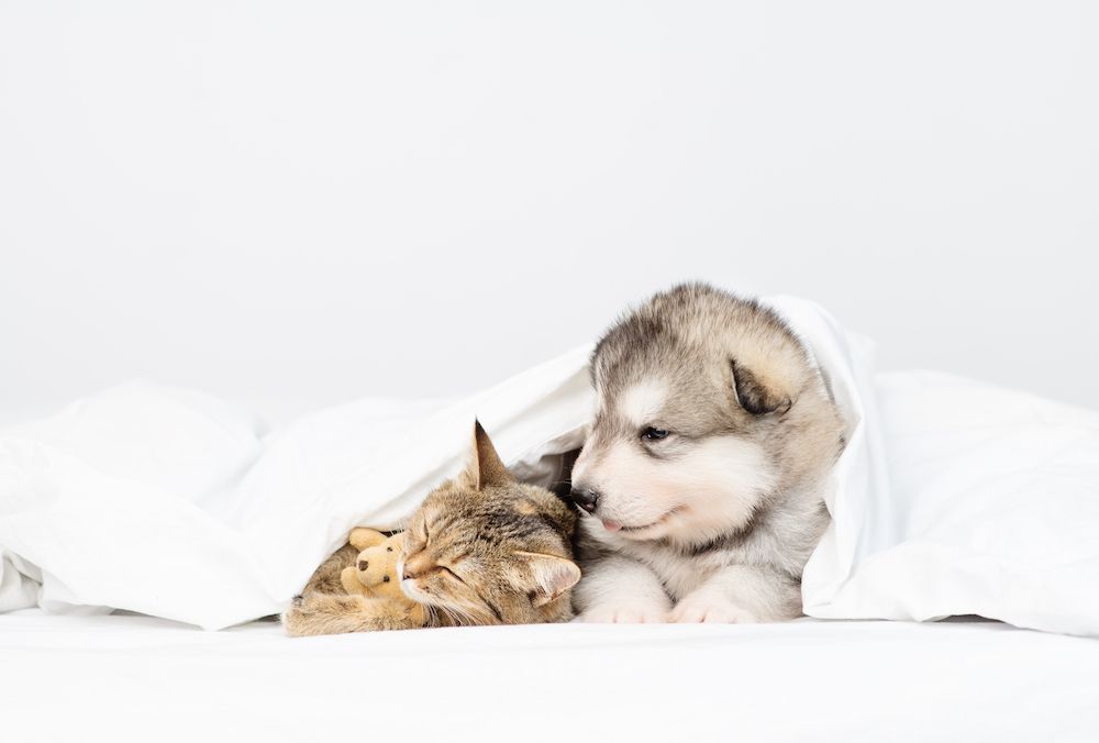 puppy, cat, and stuffed animal under a white sheet